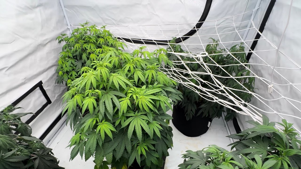 🌿 5x5 Grow Update! Seaweed Foliar Spray Boost 🌊 | Watch the Plants React!