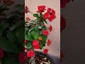 Euforbia mili palnt # short#ytshort #flowers #garden #adenium