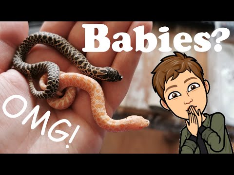 Plötzlich Babyschlangen?! | Unerwarteter Hakennasennattern-Nachwuchs