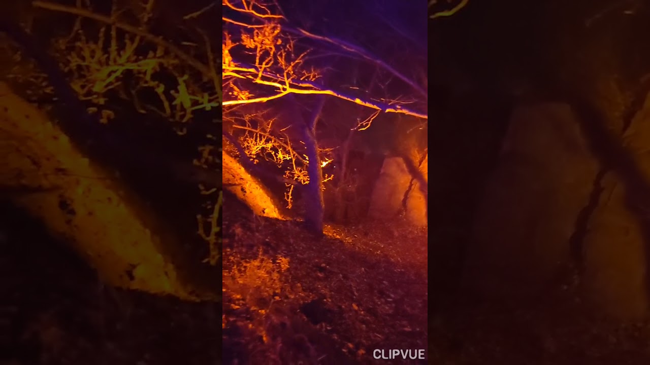 Calgary Zoolights 2021