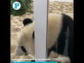 Two giant pandas, 'Suhail' and 'Thuraya' arrived in Qatar