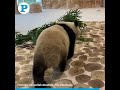 Two giant pandas, 'Suhail' and 'Thuraya' arrived in Qatar