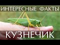 Кузнечик - интересные факты