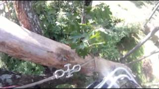 hazardous dead pine removal