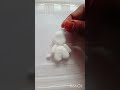 Grizz, Panda &amp; Ice Bear Clay Model Tutorial 🐼🐻🐻‍❄️#tiro