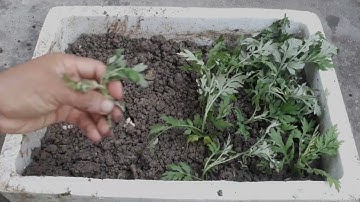 P M  / Trồng Rau Ngải Cứu Với Thứ  Này  Ăn Rất  Ngon grow delicious wormwood