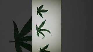First Signs Of Nitrogen Toxicity In Cannabis