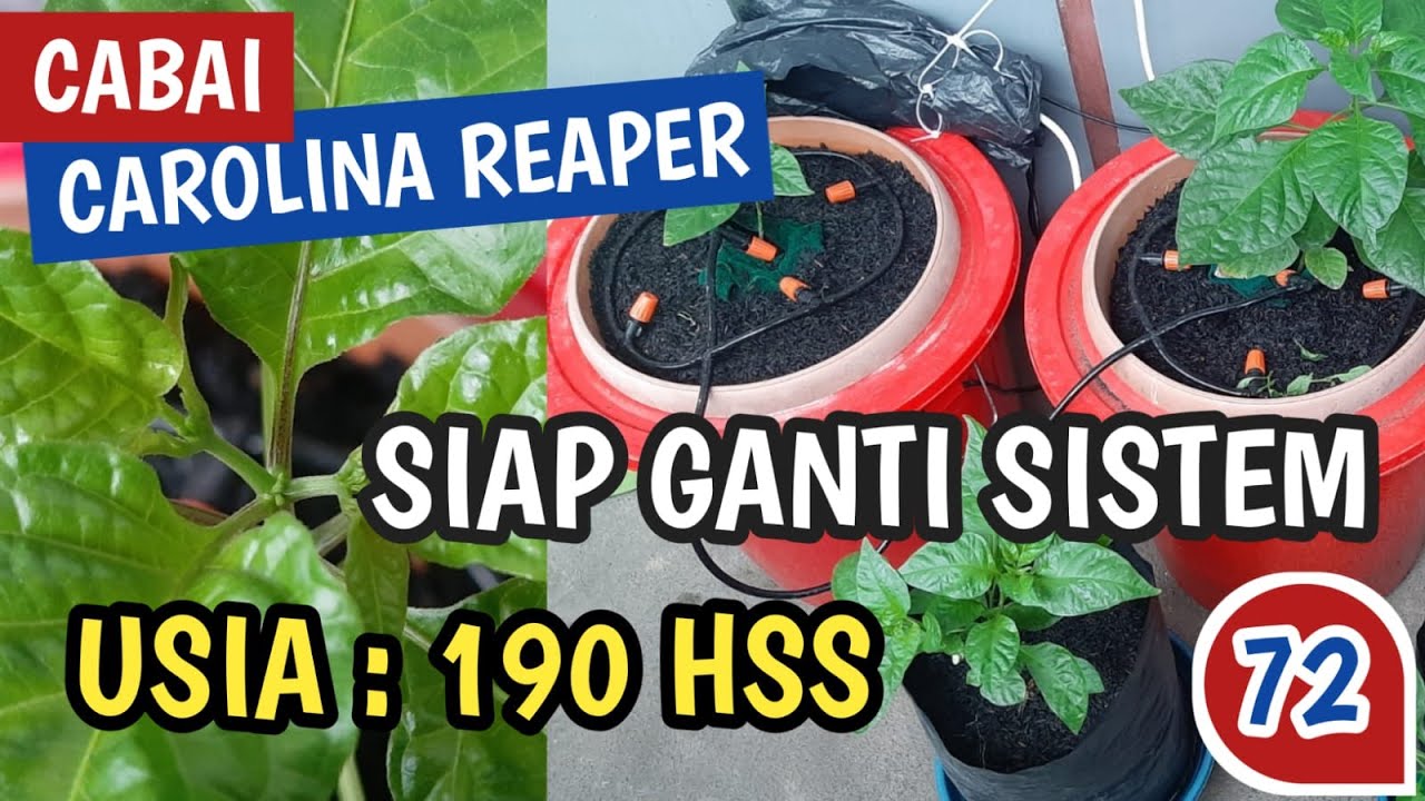 Eps 72 : Cara Menanam Cabe Carolina Reaper Series Red 🔥 UPDATE