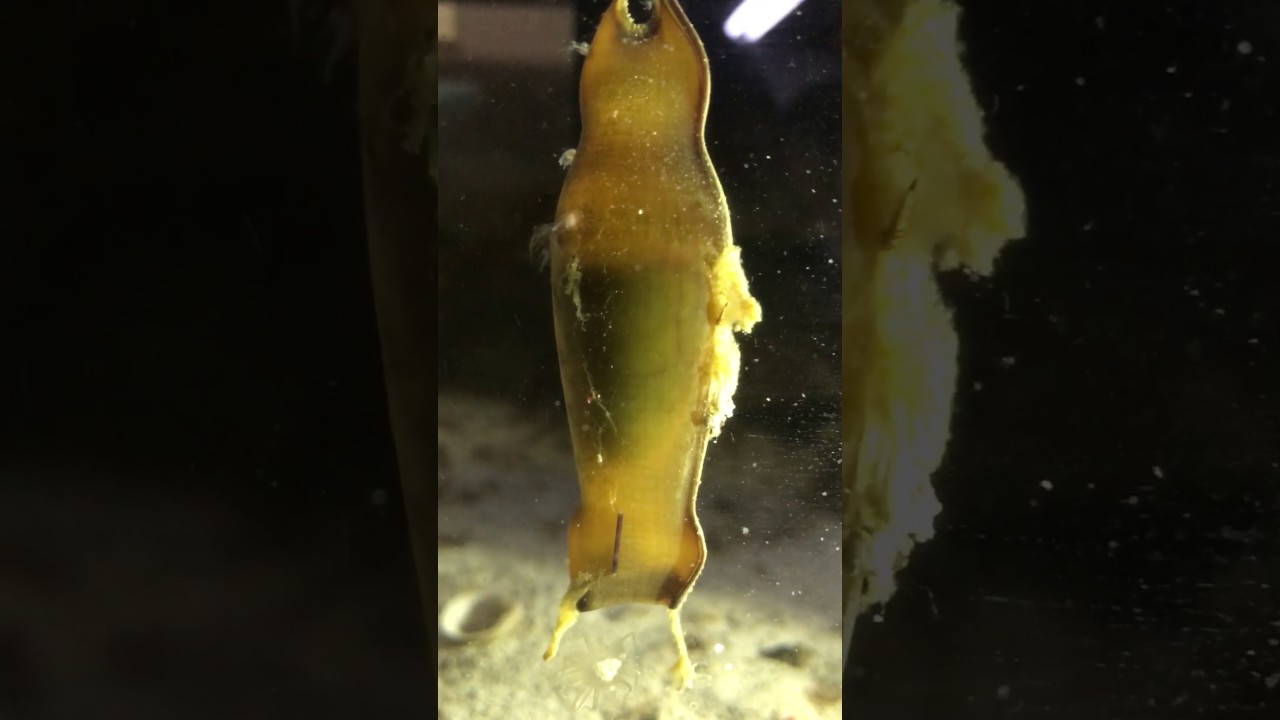 Freshly laid coral cat shark egg