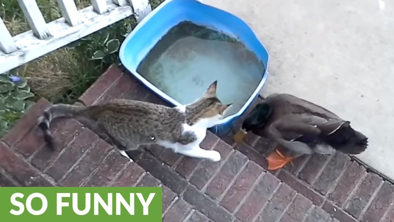 Cat & duck best friends engage in epic play fight YouTube