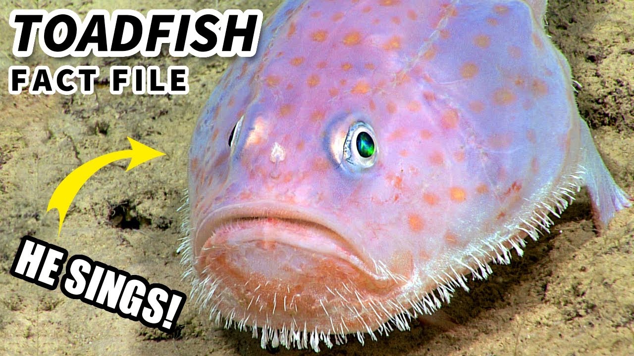 Toadfish Facts: the SINGING Fish 🎵 Animal Fact Files 