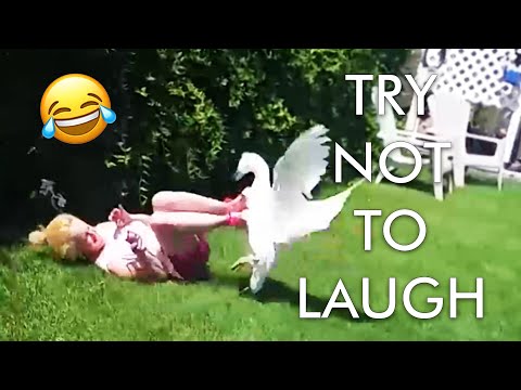 [2 HOUR] Try Not to Laugh Challenge! ? | Animal Fails of the Week | Funny Pet Videos | AFV Live