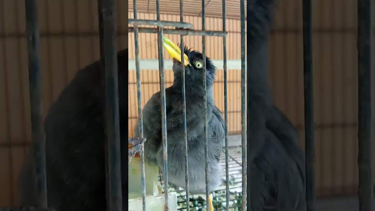 Jalak kebo mata putih 