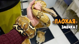 Удав атакует мою руку❗- Учим с Шелти новые команды. Удав атакует мою руку❗- Учим с Шелти новые команды.