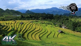 4K Relaxing Rice fields plantation terrace - life changing meditation soft music #asmr screenshot 5