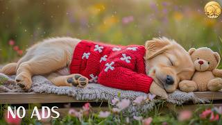 12 HOURS Dog Calming Music for Dogs 🐶💖 Comfort Calm Loop 🎶 Ease Anxiety &amp; Stress Relief 💤 No Ads