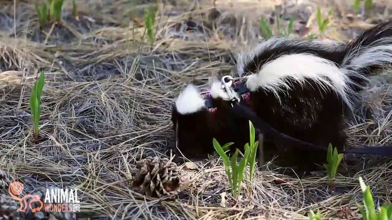 Skunks Eating Grubs