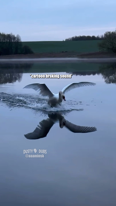 🦢💨 Swan Song 🎥: @aaaminsk #shorts