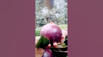 #Shorts / Vú Sữa Tím Miền Tây