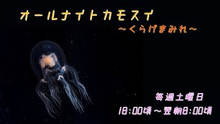 オールナイトカモスイ　～くらげまみれ～ #206　ドフラインクラゲ