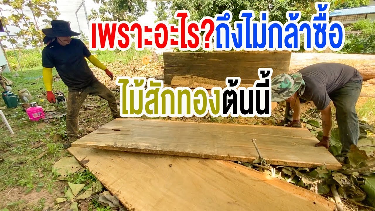 резка большого золотого тика