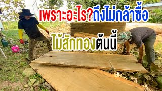 cutting large golden teak