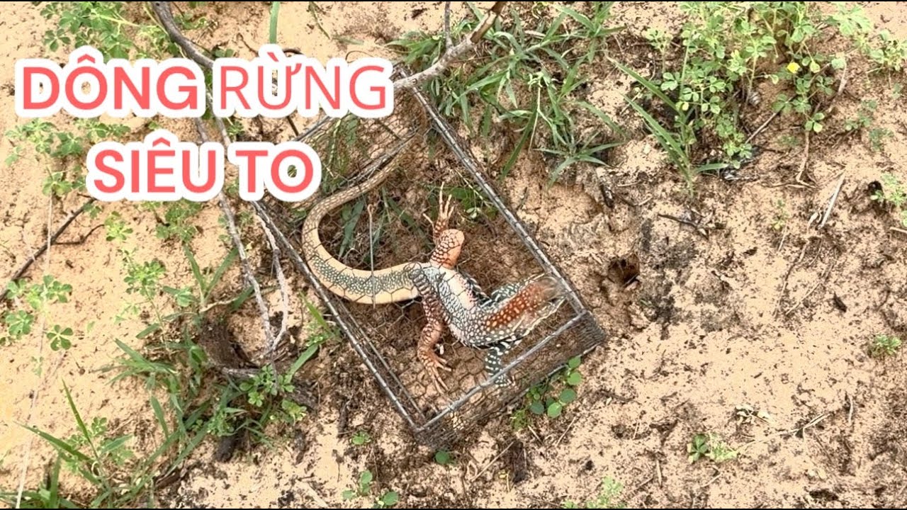 Hành trình bẫy con dông cát, đặc sản vùng cát bình thuận - YouTube