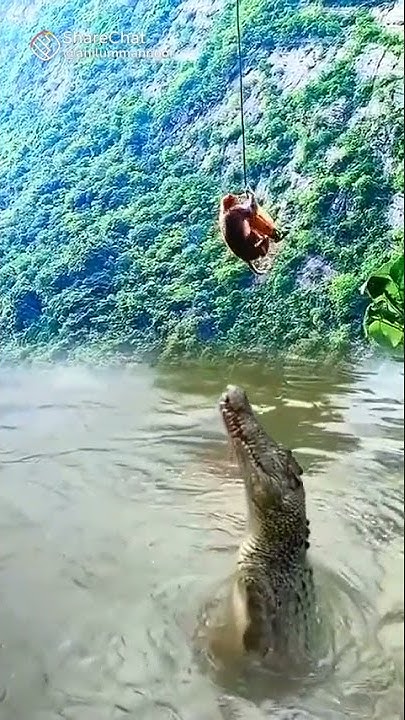 crocodile vs monkey who is best - YouTube