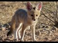 صوت الثعلب Fox Sound صوت الثعلب Fox Sound