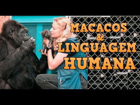 Macacos aprendem linguagens humanas?