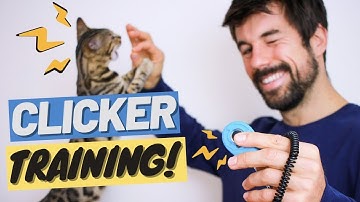 What is CLICKER TRAINING? - Teach a Cat Tricks and Change Behavior