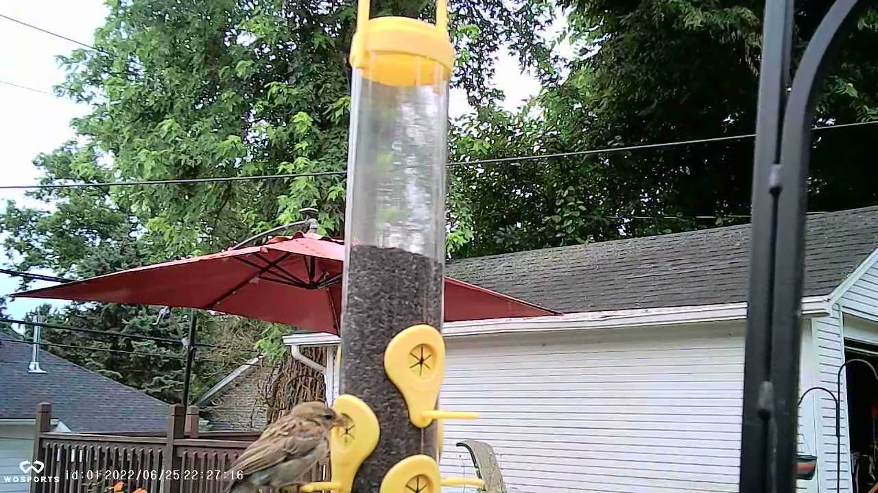 Birds fluttering wings