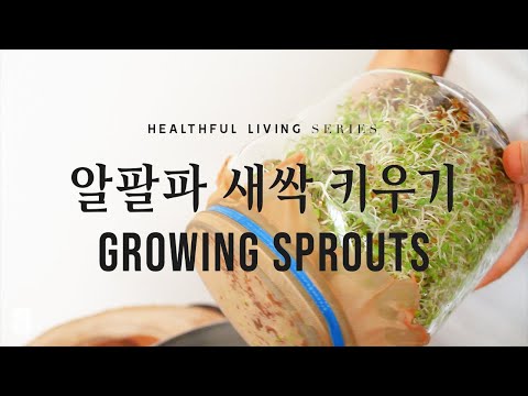 How to Easily Grow Alfalfa Sprouts | 집에서 손쉽게 키우는 알팔파 새싹