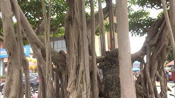 Những cây khủng nhất, đẹp nhất tại triển lãm SVC Bắc Ninh. Hỏi giá cây - Amazing bonsai