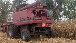 Love the Cummins Sound - CASE IH 2166 Axial-Flow® Ripping Through Corn - Harvest 2023 #harvestchaser