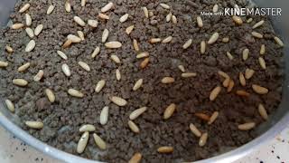 Lebanese Kibbeh Recipe