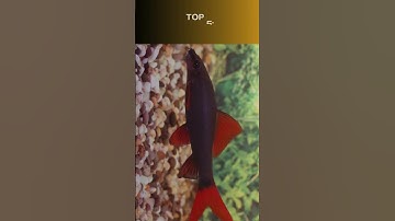 Top 10 loài cá nước ngọt đắt đỏ nhất hành tinh #dongvat #shorts #top #cá #fishing