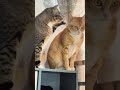 ​🚀 POV: Your Pet Lost Its Last Brain Cell... 💀😂 🚀 #funny #pets #animals #funnycats #fyp #music #cat