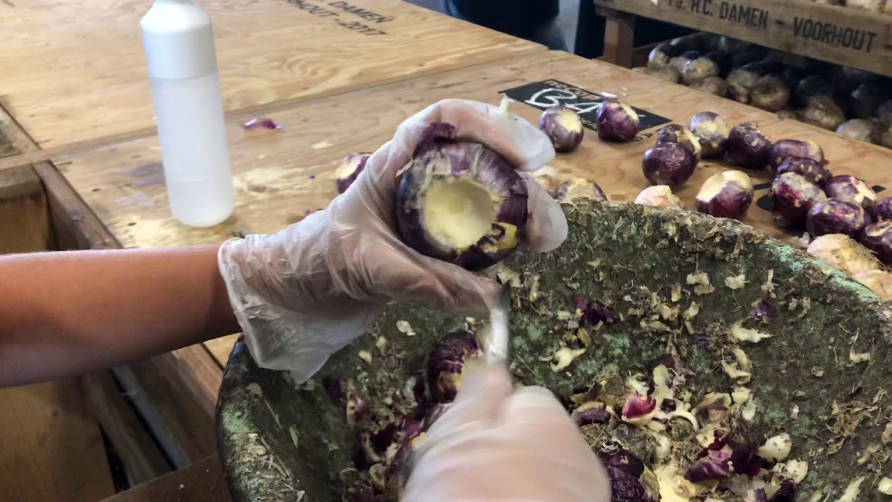 Het hollen van hyacinten