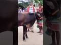 ভারতের গবাদি পশু আইন ও হিন্দু কৃষকদের সংকট