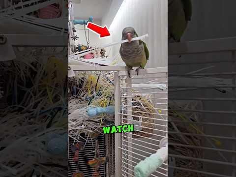 This Parrot Built a HOUSE 🤯