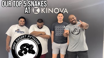 Top 5 Favorite Snakes at @KINOVAReptiles | High Desert Pythons