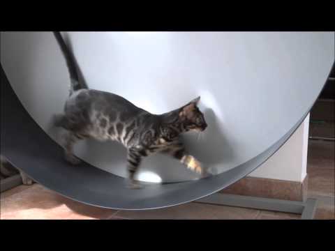 Video: Parasitaire Maagworm (Ollulanis) Infectie Katten Cat