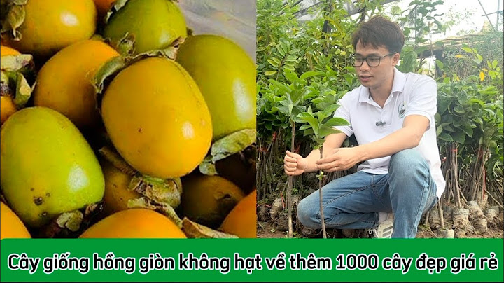 Chỗ nào bán giống hoa hồng rẻ ở tphcm