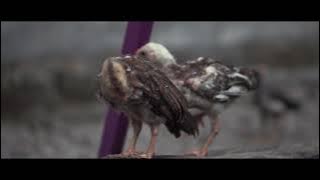 Ayam - Kalah Awu (Story WA)