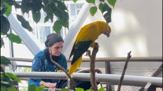 Kookaburra Birds, Golden Conure, Anteater,Green planet, Dubai #anteater #goldenparrot #goldenconure
