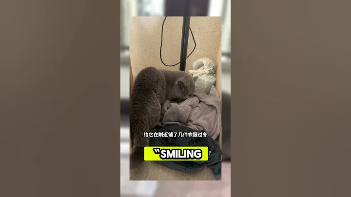 Video 7940991: chartreux cat, cats pets facts