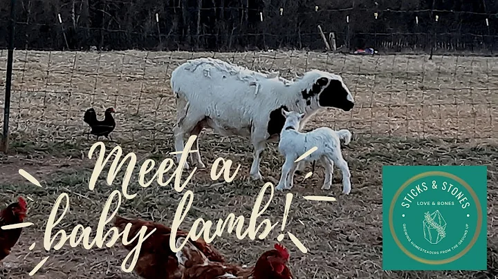 Meet a baby lamb! | Sticks & Stones, Love & Bones