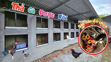 Sau Bao Ngày Mong Đợi Chuồng Gà Cũng Đã Xong Và Sáo Nâu Của Mình Đẻ Chưa / Quế Nghịch