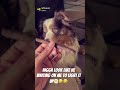 When someone is taking to long to start the session👀👄🍃😮💨🤣🤣#miniaussie #backwood#funny#comedy
